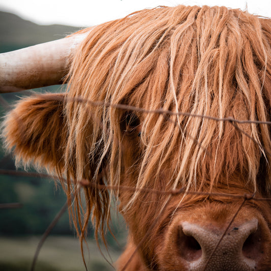 Highland Cow Photo