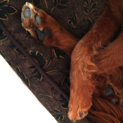 Dottie's Paws