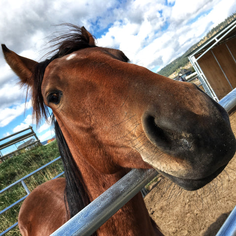 Ella, the rescued Mustang